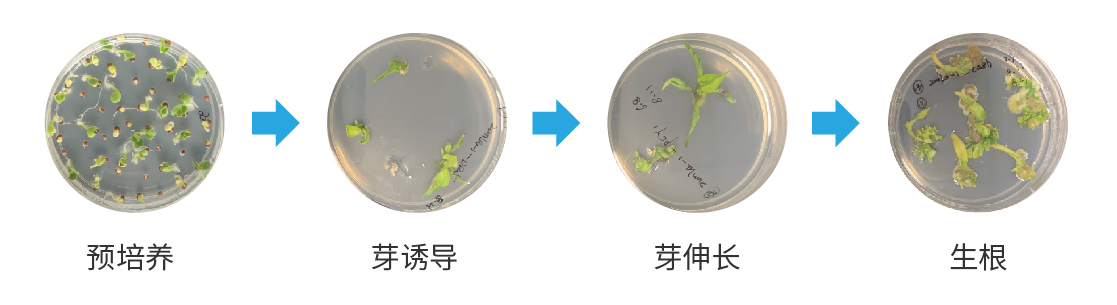辣椒高效遗传转化条件的建立